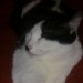 Black and White Cat lost in Carrigaline