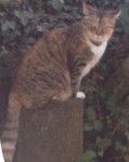 Female Cat missing from Ballinlough