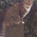 Female Cat missing from Ballinlough
