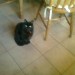 Female black cat lost in Killarney