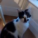 ** Female, Friendly Cat in Sunday’s Well area **