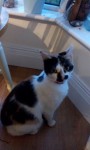 ** Female, Friendly Cat in Sunday’s Well area **