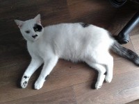 Found Black and white Cat – Glasheen, Cork.
