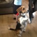Male Beagle, Ballincollig, Cork