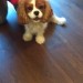 Male King Charles pup found in Glanmire