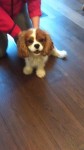 Male King Charles pup found in Glanmire