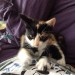 Female kitten found in jacobs island cork