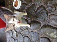 Found Grey/White cat Kinsale area