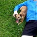 Small jack Russell  terrier lost in from the togher area. Female. 6 years old