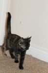 Kitten found, black/brown/tabby