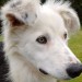 Male Sheepdog / Collie