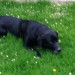 Lost Black Labrador in Rochestown