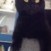 Black Female Cat Lost Ballycotton