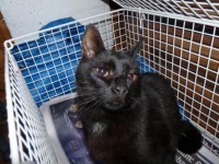 Male Black Cat found in Cloyne