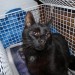 Male Black Cat found in Cloyne