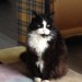 Male cat lost in Cobh