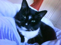 female b/w cat lost in blackrock,cork