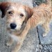 Male Border Terrier cross found near Tulla