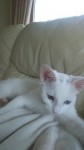 All white 4 month old male kitten lost in mallow area