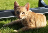 Male Ginger Cat (4 months old) found in Togher/Eagle Valley Cork City