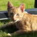 Male Ginger Cat (4 months old) found in Togher/Eagle Valley Cork City