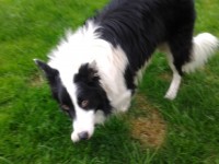 Young Collie found on Molls Gap to Sneem road
