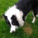 Young Collie found on Molls Gap to Sneem road