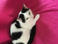 Male White and Black lost Atkins Hall Cork