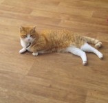 12 year old ginger and white cat missing