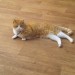 12 year old ginger and white cat missing