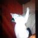 male white cat lost Friars walk / Deerpark Cork City