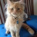 Pumpkin O’Riordan , male neutered ginger cat, lost Bishopstown Cork