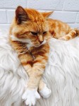 Ginger and white tom cat missing