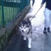 Male Malamute, found Farranree