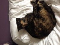 Tortoiseshell cat missing Glengarriff