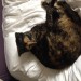 Tortoiseshell cat missing Glengarriff