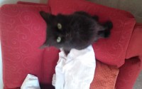 Longhaired Black/Dark Brown Cat, The Silvermines, Nenagh