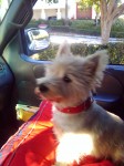 West Highland Terrier (Lucky) lost in Inland Empire, CA.
