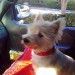West Highland Terrier (Lucky) lost in Inland Empire, CA.