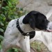 Black and white male pointer lost in Cork City