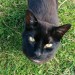 Black male cat with no tail, Fenor area, Co Waterford