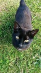 Black male cat with no tail, Fenor area, Co Waterford