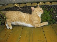 Oscar – Ginger Cat Missing