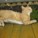Oscar – Ginger Cat Missing