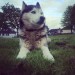 Black and white male Husky with blue eyes and brown collar lost in mayfield Cork