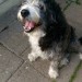 English Sheepdog found Viaduct area