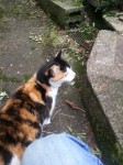 White/black/marmalade cat found in Clonakilty