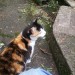 White/black/marmalade cat found in Clonakilty