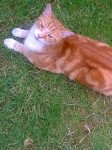Missing ginger cat lower glanmire road cork