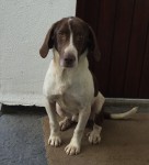 Brown and white dog found in Whitechurch